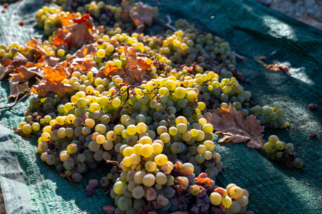 ござの上で天日干しされるモスカテル