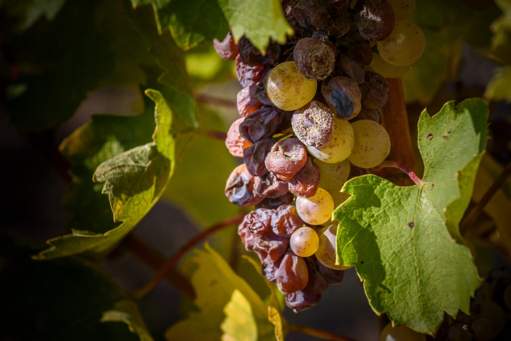 貴腐ブドウの粒と、普通のブドウの粒が混在している房
